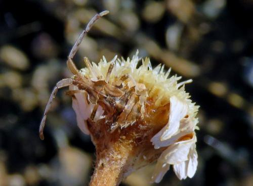 Réf. 216 078 : Centrocoris sp.